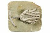 Fossil Crinoid (Barycrinus) - Crawfordsville, Indiana #262487-1